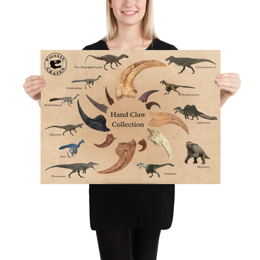 Supersaurus - Longest Dinosaur Poster – Fossil Crates