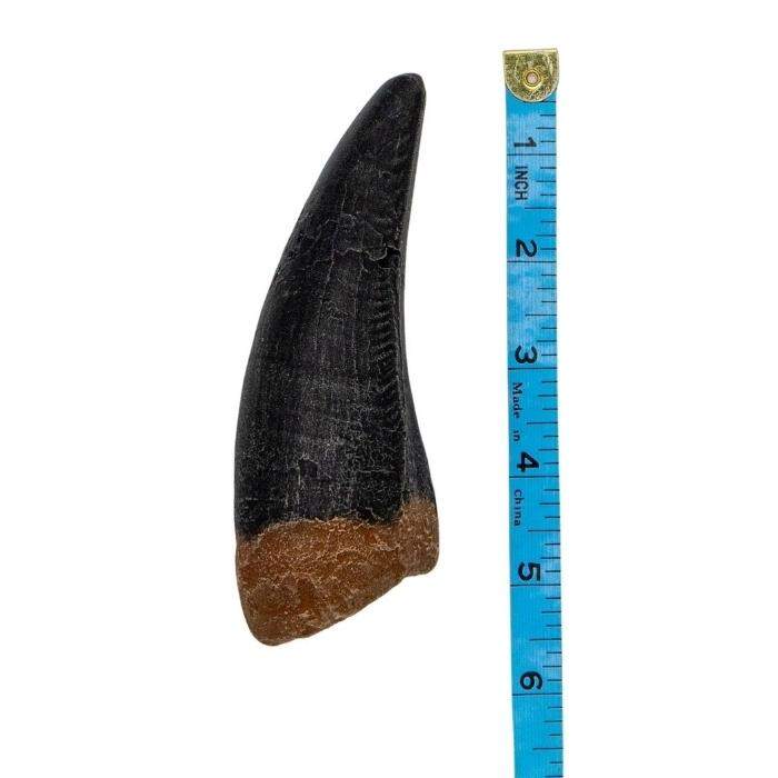 T rex tooth discount price