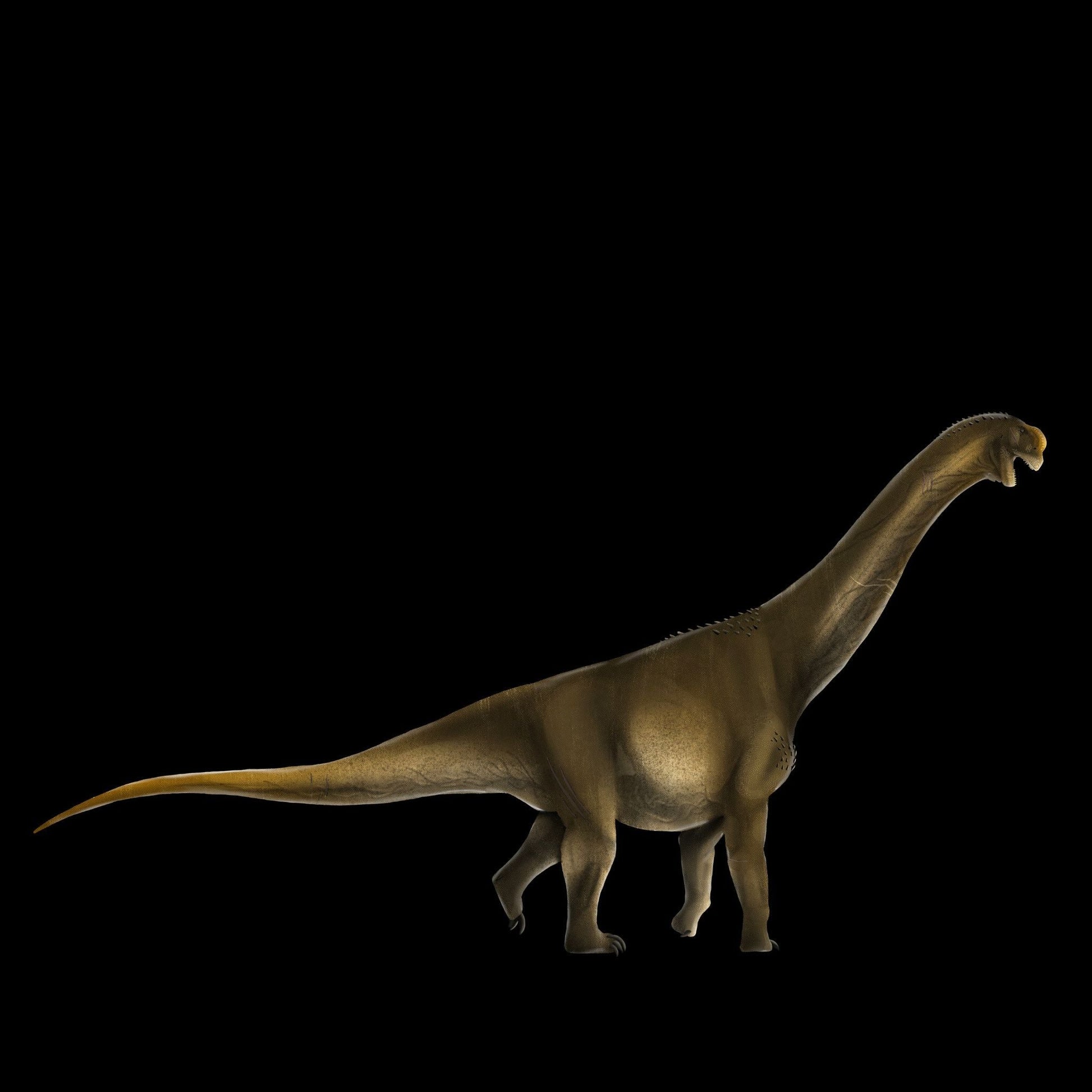 Camarasaurus paleoart that comes with the Ultimate Herbivores Three Crate