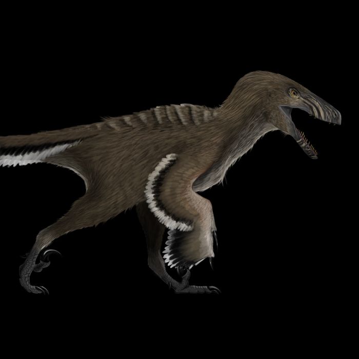 Deinonychus Raptor Dinosaur Claw Replica - Museum Quality Cast Fossil  Specimen 