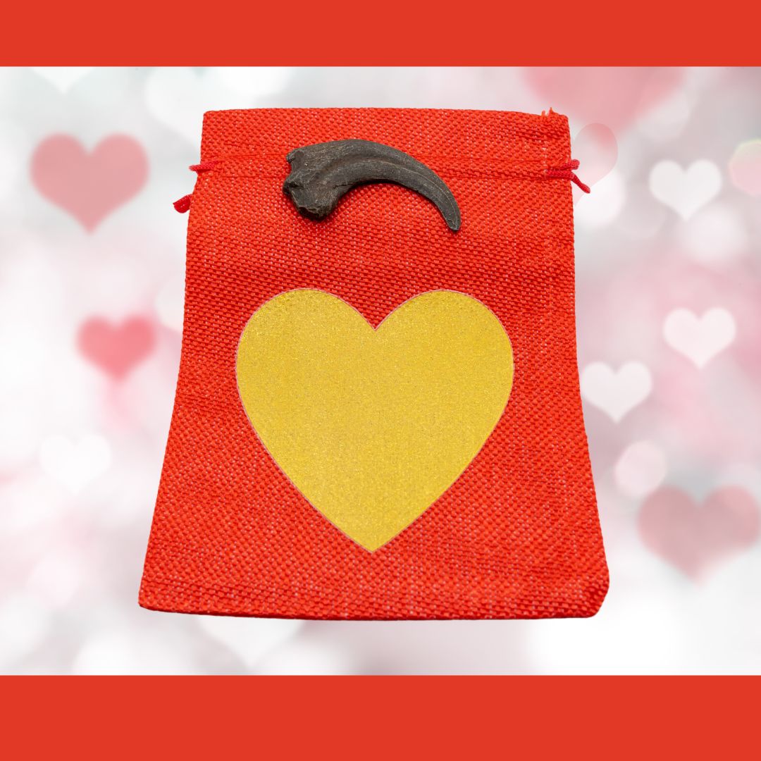Dromaeosaurus hand claw cast with Red Bag/Gold Heart gift bag.