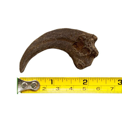 Dromaeosaurus Hand Claw Cast