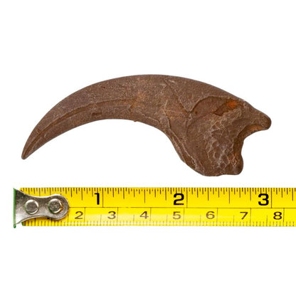 Dromaeosaurus "Killing Claw" cast