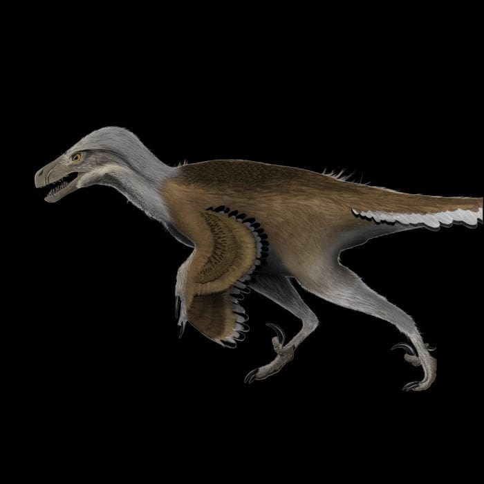Dromaeosaurus Exclusive Paleoart that comes with the Dromaeosaurus Claw Cast