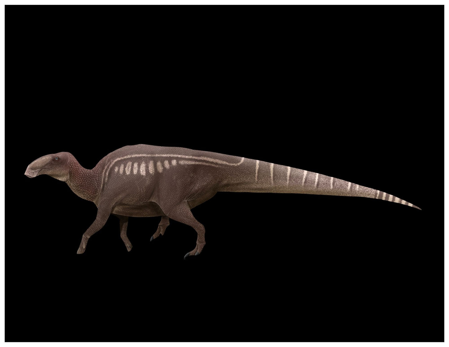 Edmontosaurus paleoart that comes with the Ultimate Herbivores Three Crate