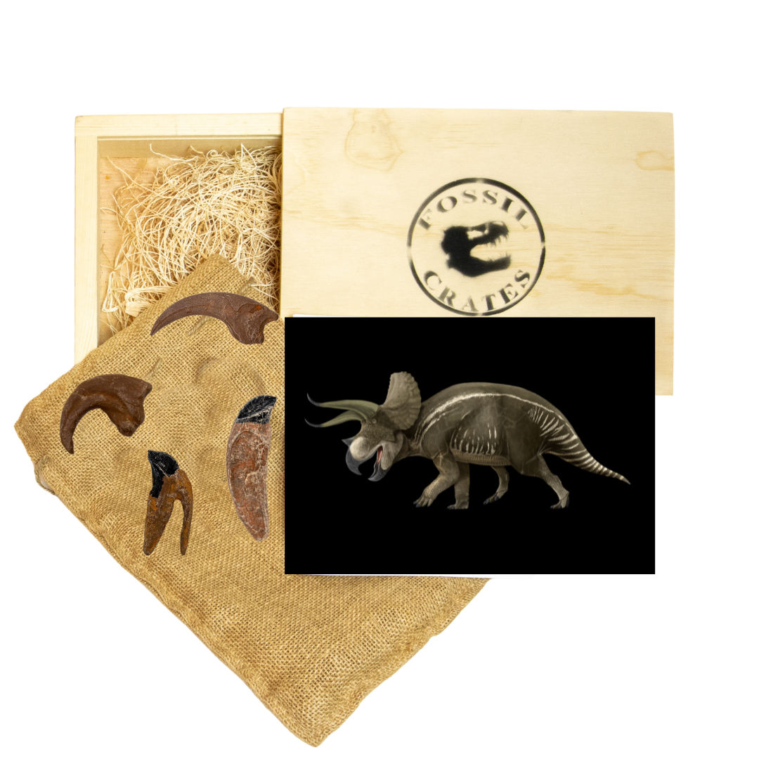 Ceratopsian and Raptors Wooden Crate: Triceratops, Protoceratops, Dromaeosaurus, and Utahraptor 