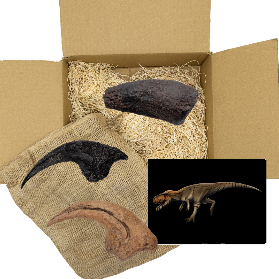 Jurassic Giants Standard Crate: Torvosaurus, Allosaurus, and Camarasaurus Claw Casts