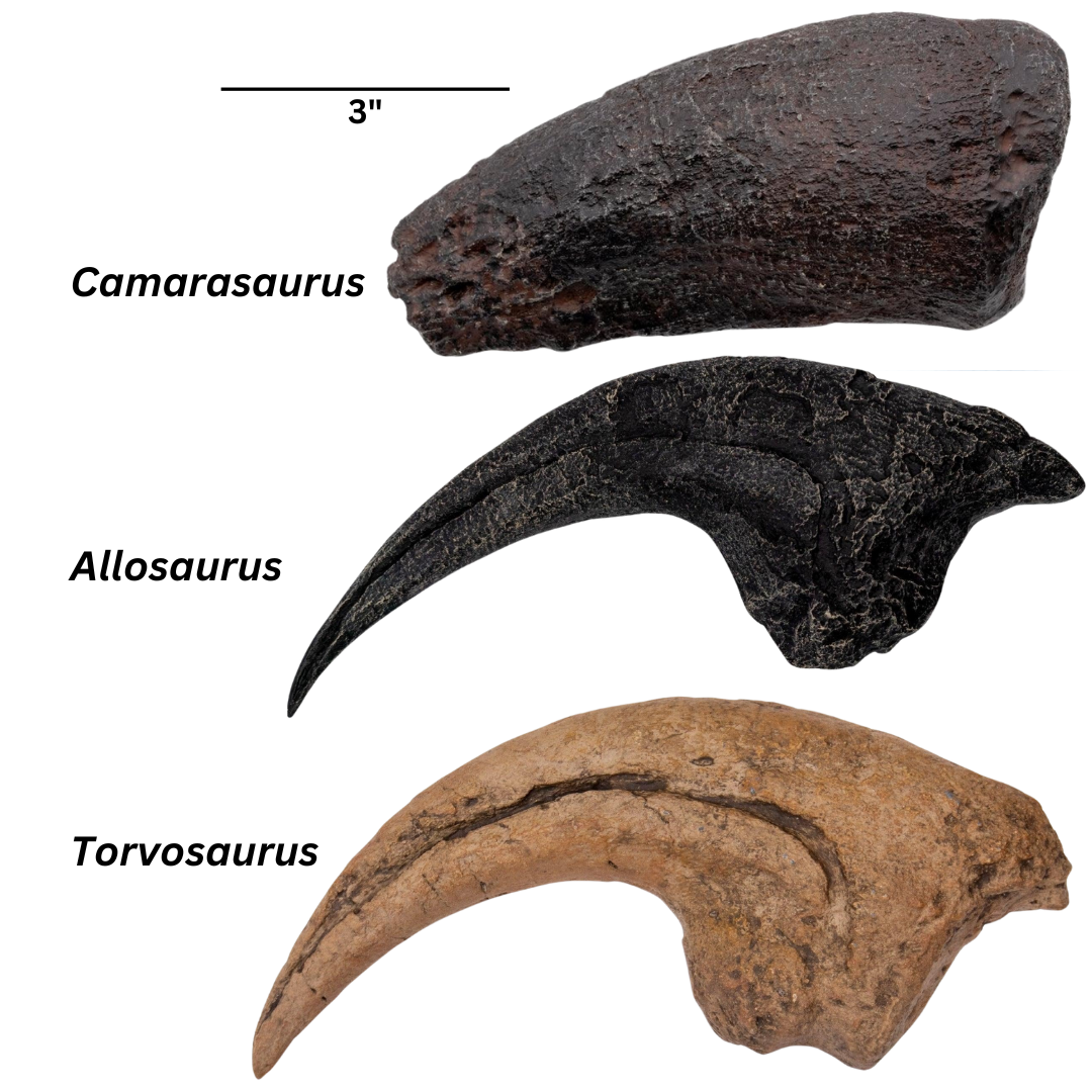 Jurassic Giants Wooden Crate: Torvosaurus, Allosaurus, and Camarasaurus Claw Casts