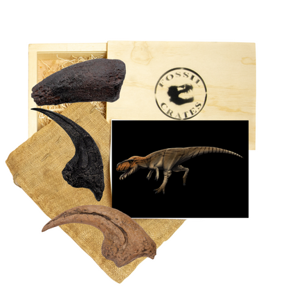 Jurassic Giants Wooden Crate: Torvosaurus, Allosaurus, and Camarasaurus Claw Casts