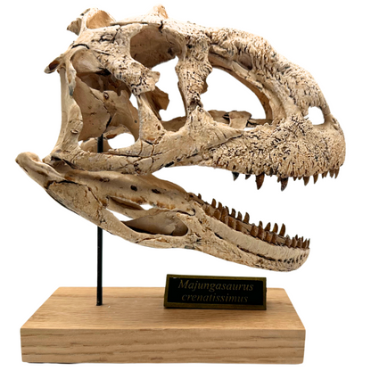 Majungasaurus Scaled Skull Right Profile. Dinosaur Skull.