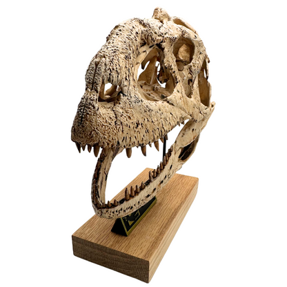 Majungasaurus Scaled Skull Angle. Dinosaur Skull. 