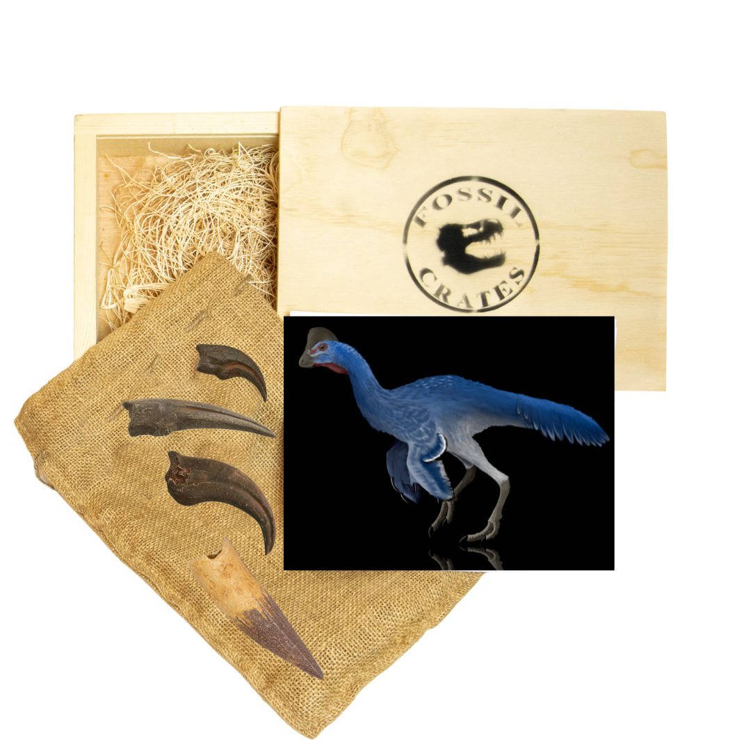 Mesozoic Mysteries Wooden Crate: Spinosaurus, Anzu, Struthiomimus, Troodon