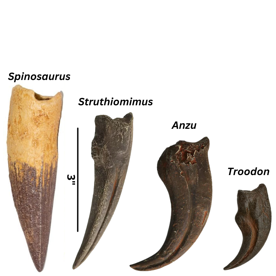 Mesozoic Mysteries Crate: Spinosaurus, Anzu, Struthiomimus, Troodon