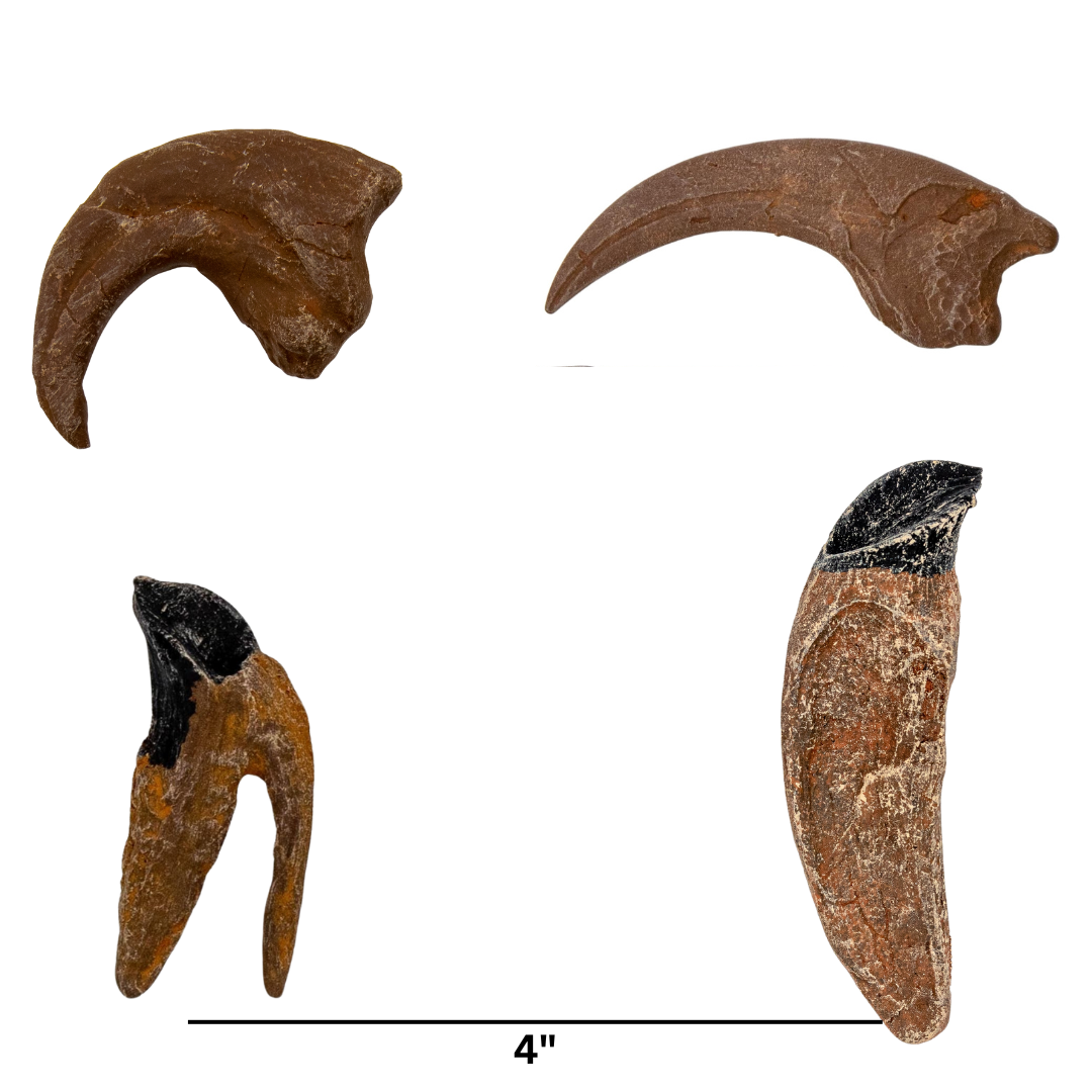 Ceratopsian and Raptors Wooden Crate: Triceratops, Protoceratops, Dromaeosaurus, and Utahraptor