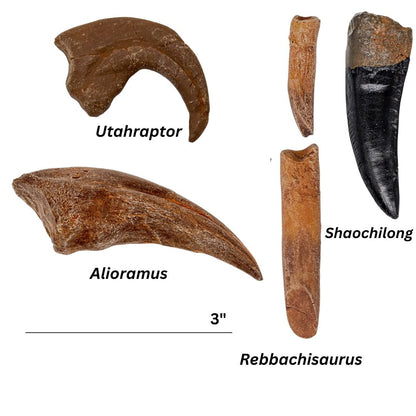 Rare Beasts Crate: Alioramus, Shaochilong, Rebbachisaurus, Utahraptor