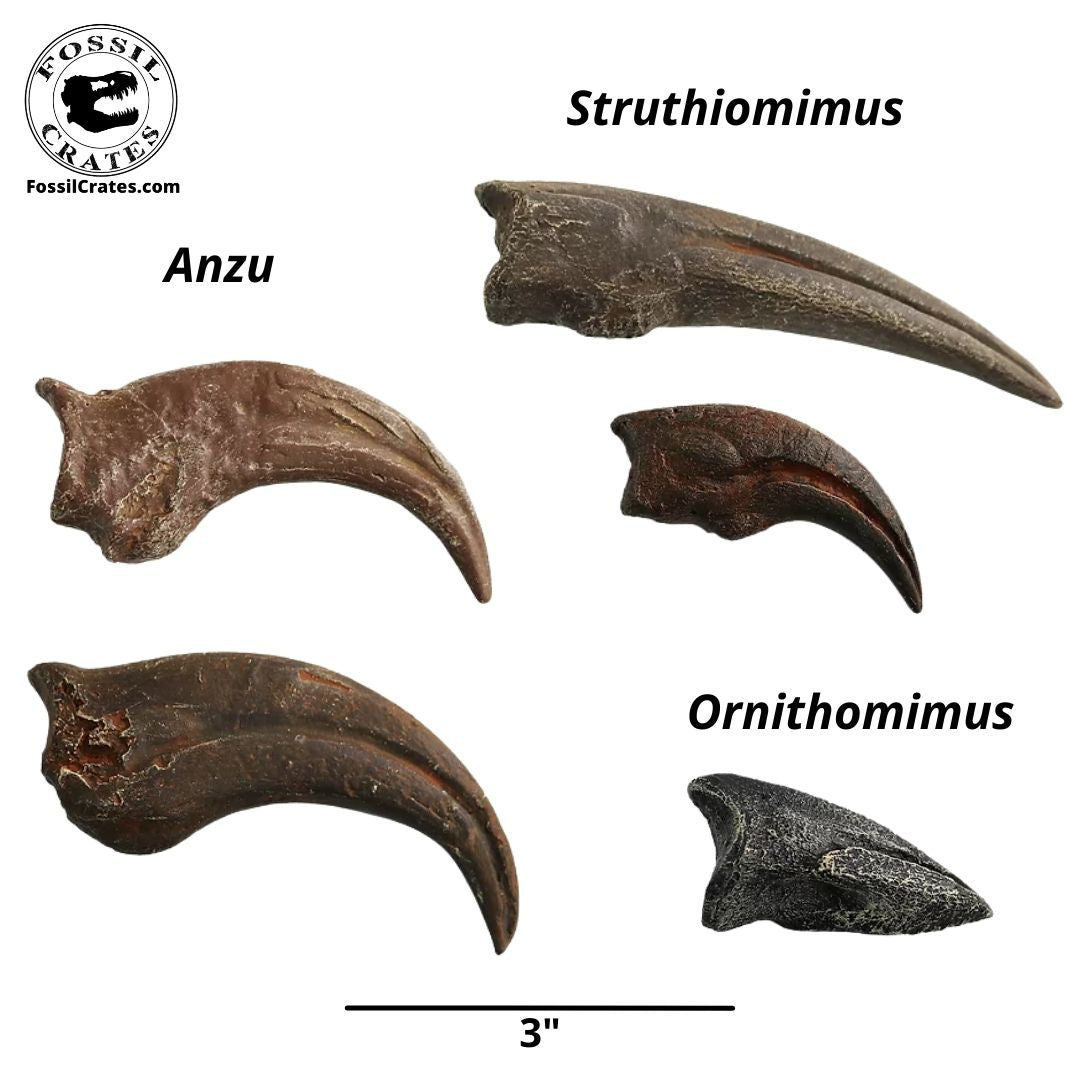 Toothless Terrors Two Crate - Anzu, Ornithomimus, Struthiomimus