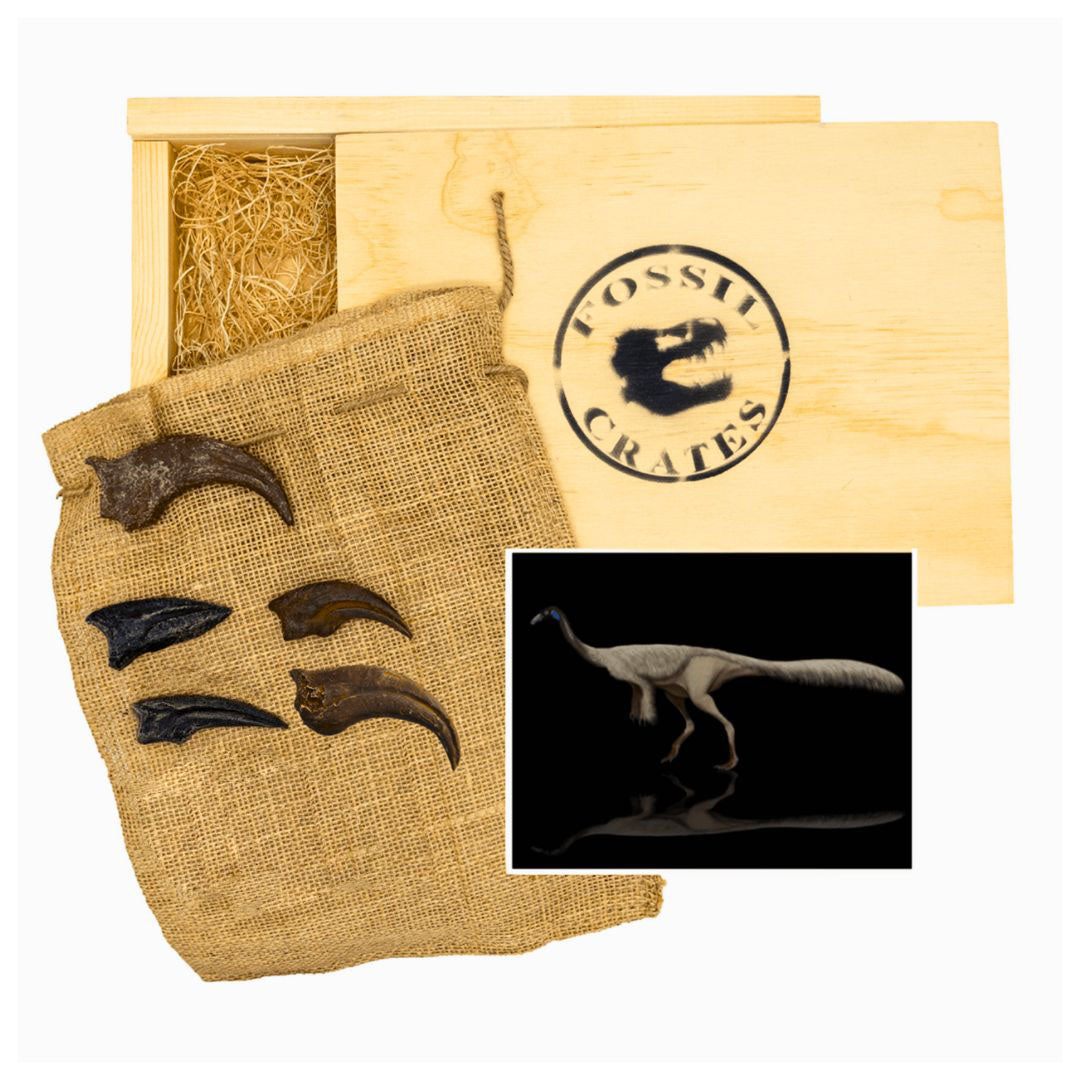 Toothless Terrors Two Wooden Crate: Anzu, Struthiomimus, and Ornithomimus Claw Casts