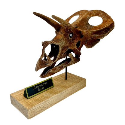 Torosaurus Scaled Skull Angle. Dinosaur Skull.