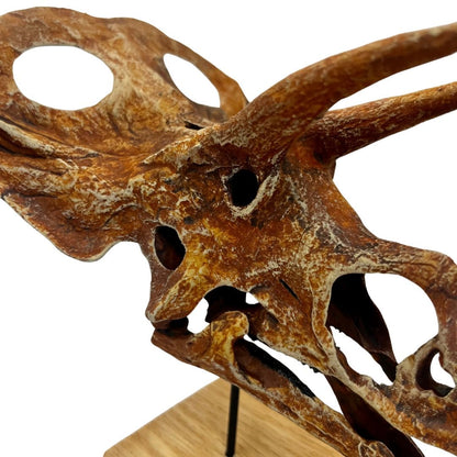 Torosaurus Scaled Skull Cose Up. Dinosaur Skull.