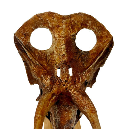 Torosaurus Scaled Skull Frill. Dinosaur Skull.