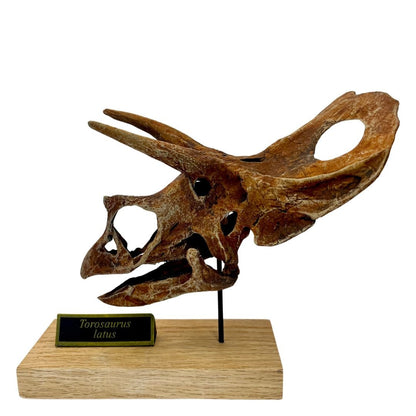 Torosaurus Scaled Skull Left. Dinosaur Skull.