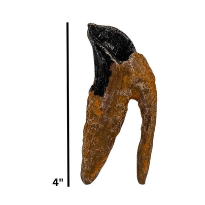 Triceratops double-rooted tooth cast. Dinosaur Tooth.