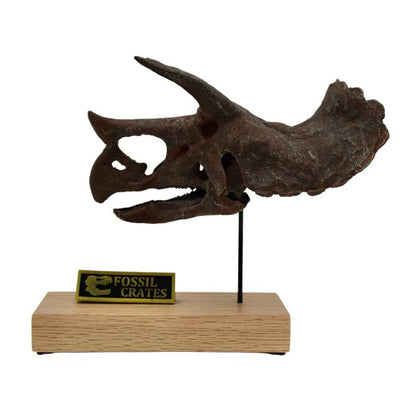 Triceratops Scaled Skull Left Profile. Dinosaur Skull.