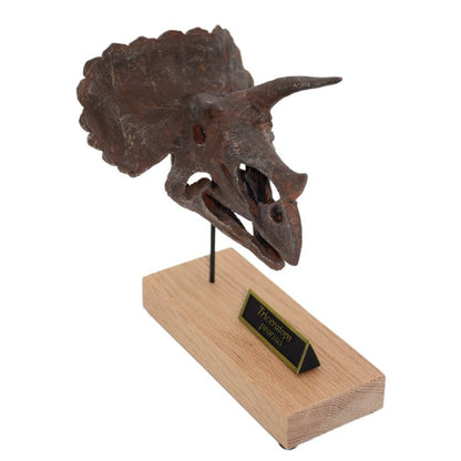Triceratops Scaled Skull Right Angle. Dinosaur Skull.