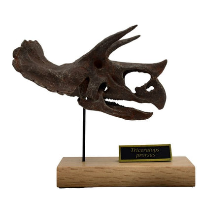 Triceratops Scaled Skull Right Profile. Dinosaur Skull.