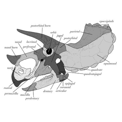Triceratops Skull Anatomy. Dinosaur Skull.