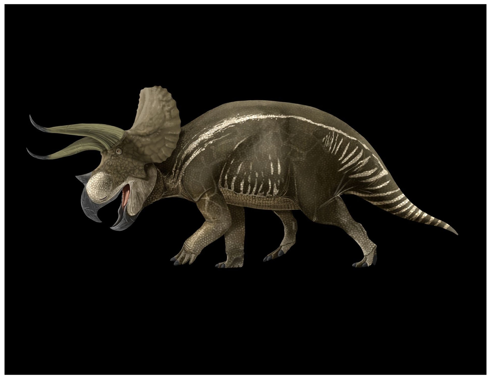 Triceratops paleoart that comes with the Ultimate Herbivores Three Crate