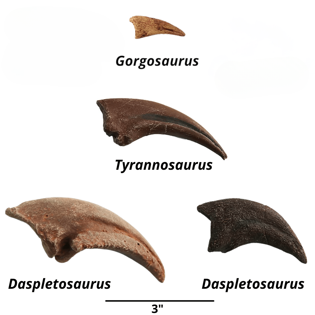 Tyrannosaurids Two Claw Casts