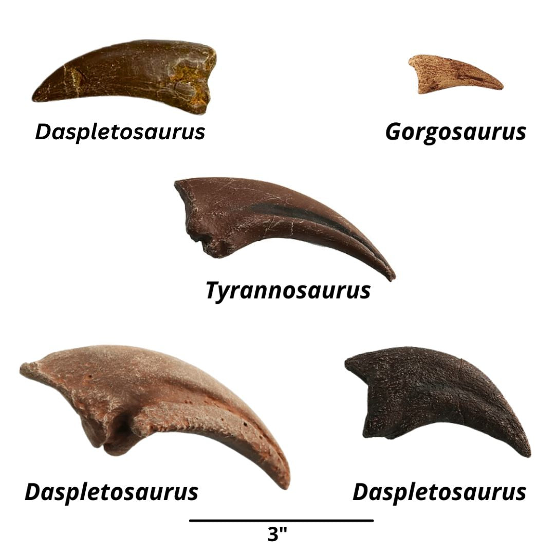 Crates – Fossil Crates