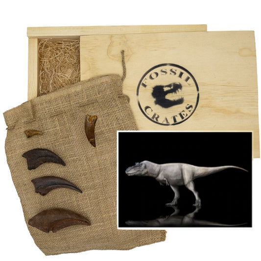 Tyrannosaurids Two Wooden Crate - Daspletosaurus, Gorgosaurus, Tyrannosaurus - Dinosaur tooth and claw casts