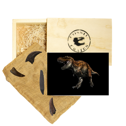 Apex Tyrannosaurs Wooden Crate: Tyrannosaurus rex and Daspletosaurus Casts