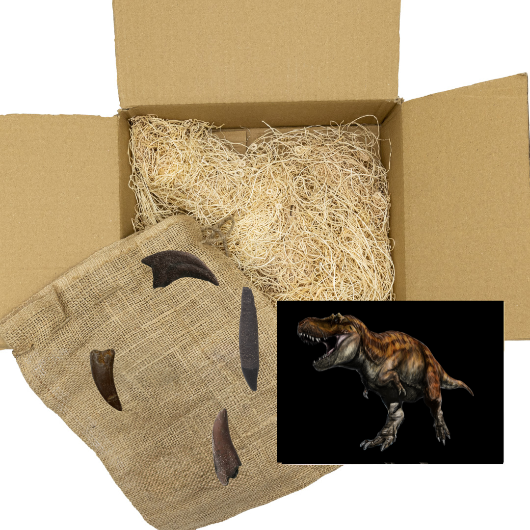 Apex Tyrannosaurs Standard Crate: Tyrannosaurus rex and Daspletosaurus Casts