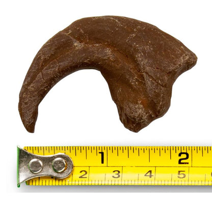 Utahraptor hand claw cast