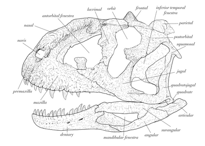 Majungasaurus Skull Anatomy. Dinosaur Skull.