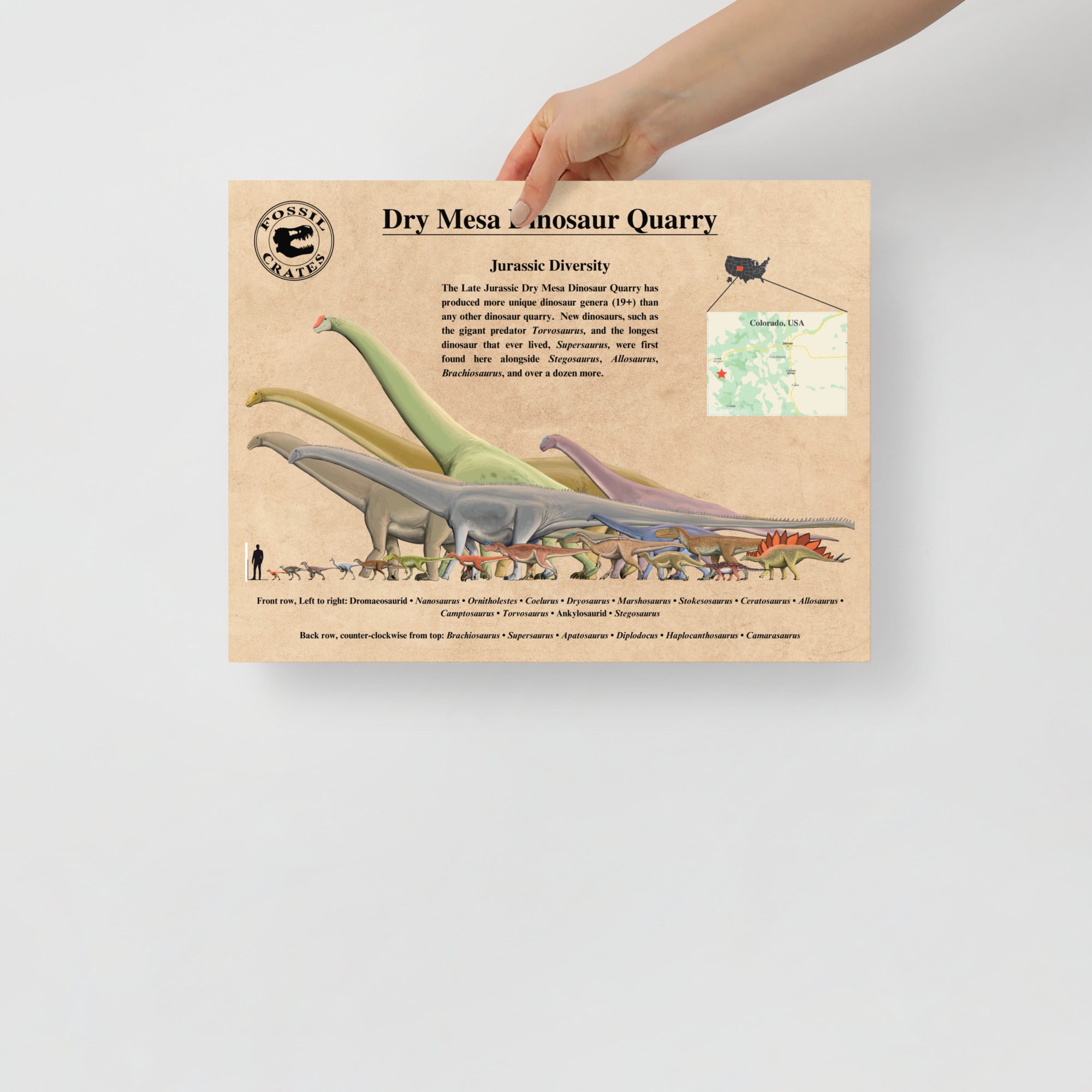 Supersaurus - Longest Dinosaur Poster – Fossil Crates