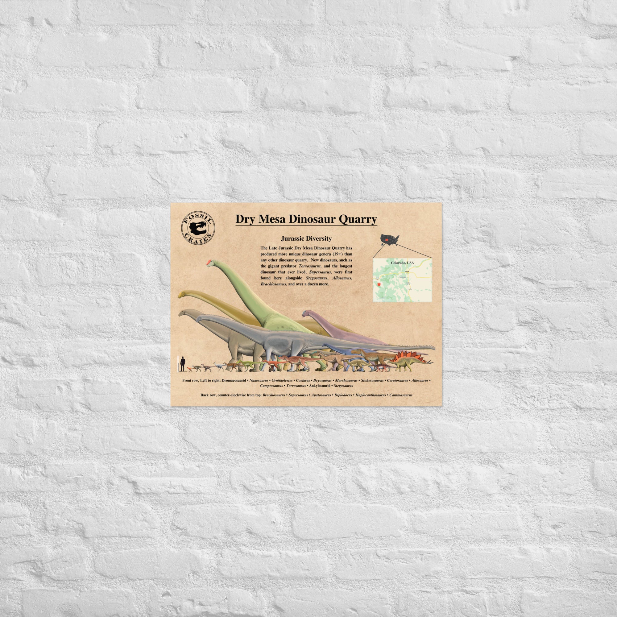 Supersaurus - Longest Dinosaur Poster – Fossil Crates