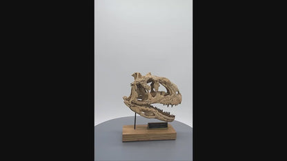 Majungasaurus Scaled Skull 360 Rotation. Dinosaur Skull.