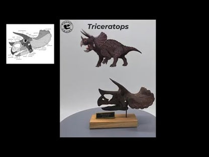 Triceratops Scaled Skull 360. Dinosaur Skull.
