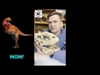 Majungasaurus Scaled Skull Unboxing