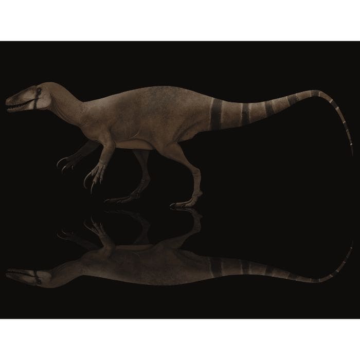 Velociraptor Claw - Raptor Claw - Solid Resin Cast