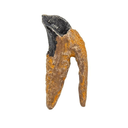 Triceratops double-rooted tooth cast that comes with the Torosaurus Scaled Skull. Dinosaur Tooth.