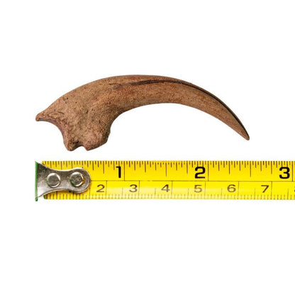 Velociraptor Claw Cast