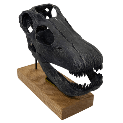 Apatosaurus "Brontosaurus" excelsus Scaled Skull - Dinosaur Skull