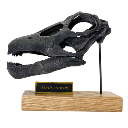 Apatosaurus "Brontosaurus" excelsus Scaled Skull - Dinosaur Skull