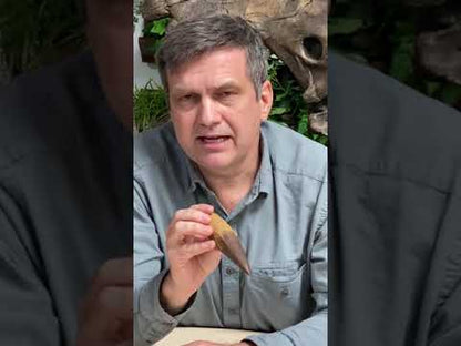 Video of paleontologist Dr. Brian Curtice discussing a Spinosaurus tooth cast