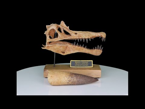 Spinosaurus aegyptiacus Scaled Skull – Fossil Crates